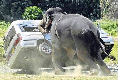 Hayvanların insanlara saldırdığı anlar 48