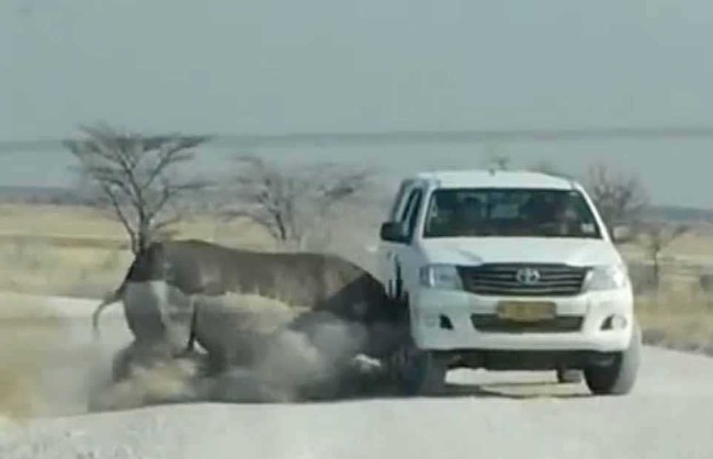 Hayvanların insanlara saldırdığı anlar 6