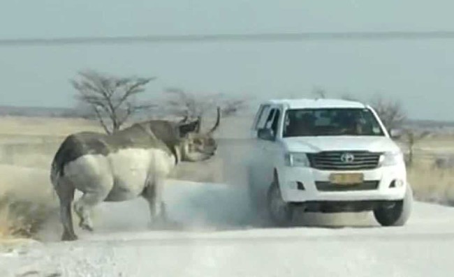 Hayvanların insanlara saldırdığı anlar 7