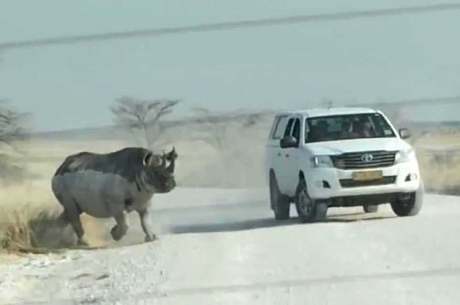 Hayvanların insanlara saldırdığı anlar 33