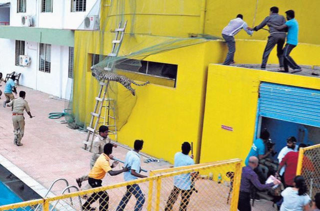 Hayvanların insanlara saldırdığı anlar 9