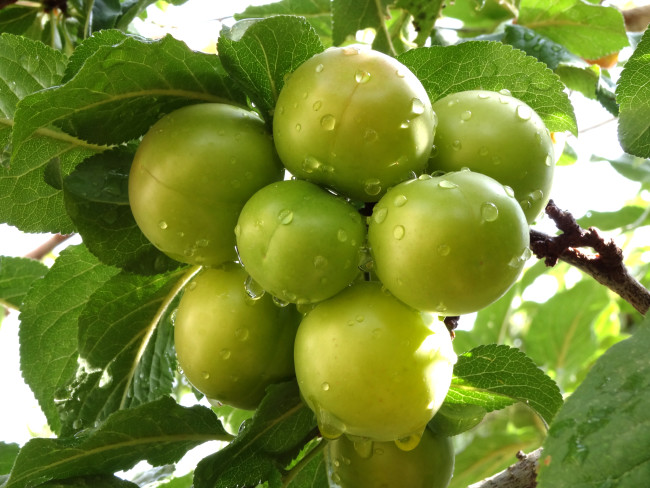 En lezzetli meyve sebzeyi seçmenin sırları 11