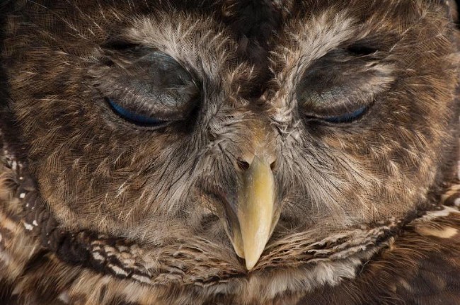 National Geographic'den harika paylaşımlar 21