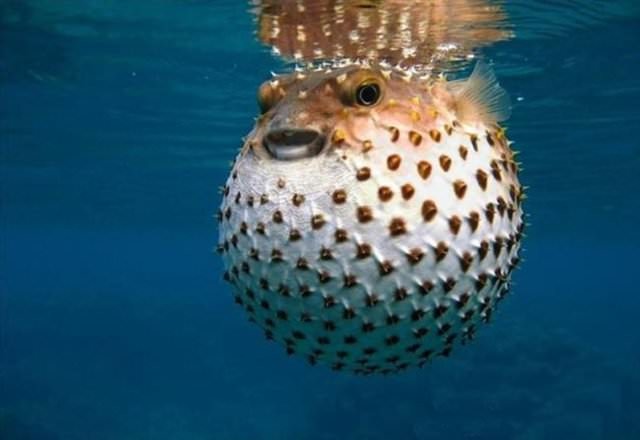 Bu yiyecekleri sofranızdan uzak tutunuz 11