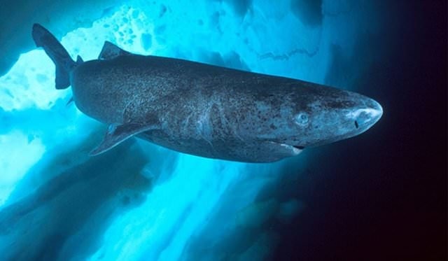 Bu yiyecekleri sofranızdan uzak tutunuz 21