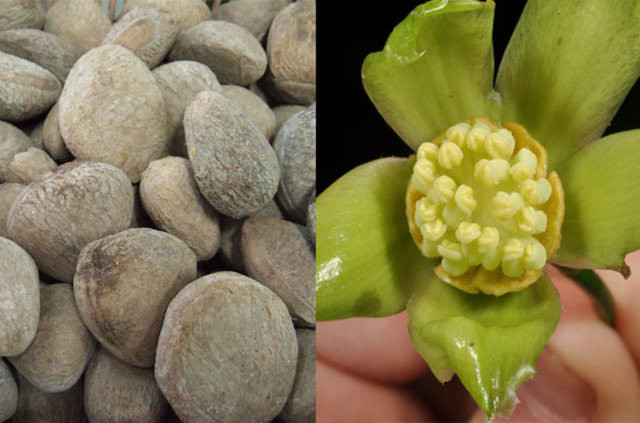 Bu yiyecekleri sofranızdan uzak tutunuz 33