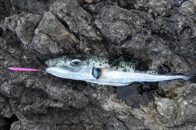 Bu yiyecekleri sofranızdan uzak tutunuz 48