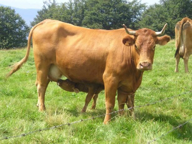 Meşhur deyimlerin ilginç hikayeleri 15