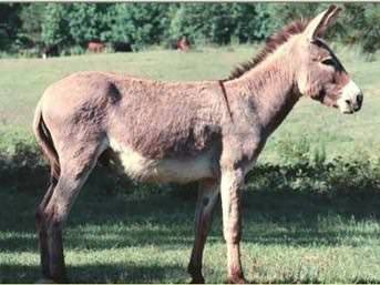 Meşhur deyimlerin ilginç hikayeleri 16