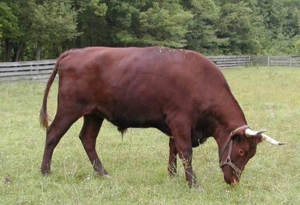 Meşhur deyimlerin ilginç hikayeleri 30