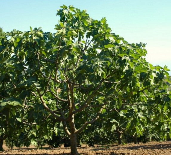 Meşhur deyimlerin ilginç hikayeleri 7