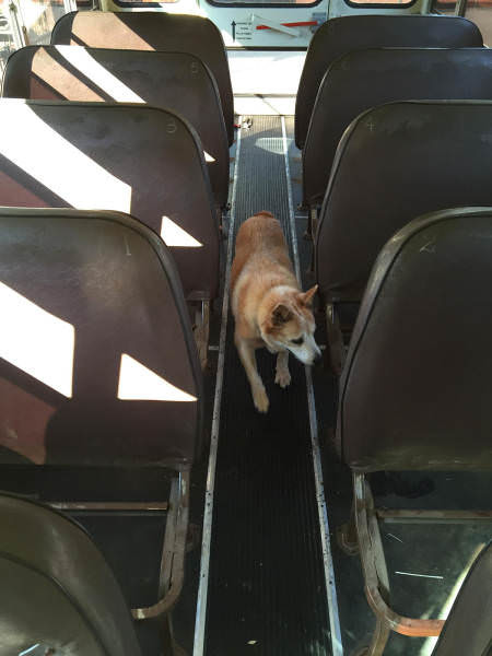 Eski otobüsten cennet yarattılar 4