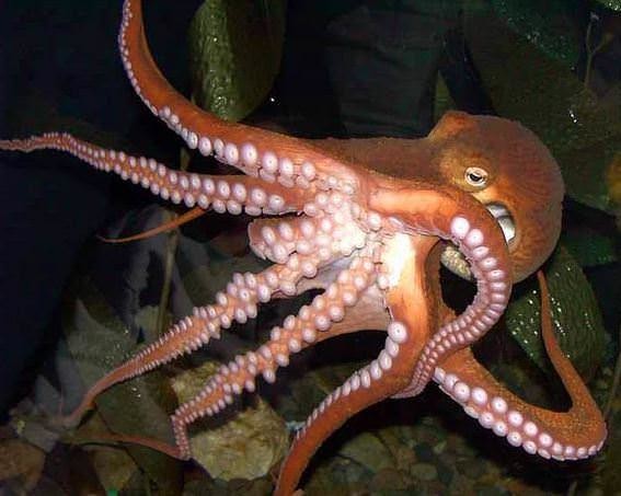 Daha önce duymadığınız bilgiler 1