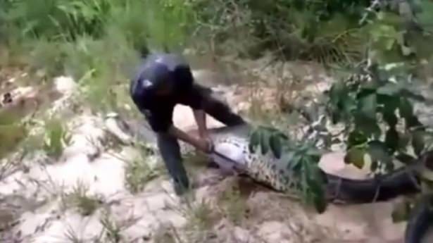 İşte dünyanın en büyük yılanları 12