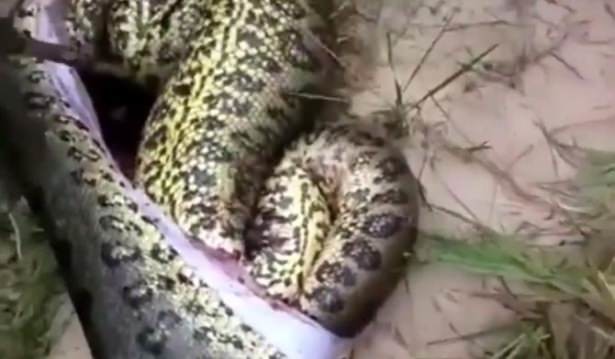 İşte dünyanın en büyük yılanları 15