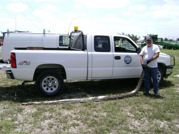 İşte dünyanın en büyük yılanları 19