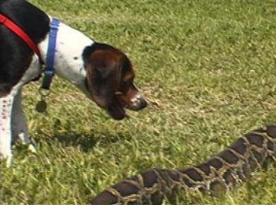 İşte dünyanın en büyük yılanları 25