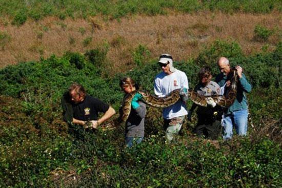 İşte dünyanın en büyük yılanları 36