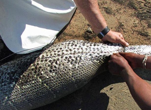 İşte dünyanın en büyük yılanları 4