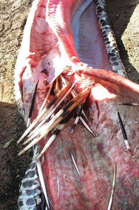 İşte dünyanın en büyük yılanları 7