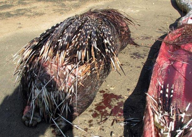 İşte dünyanın en büyük yılanları 8