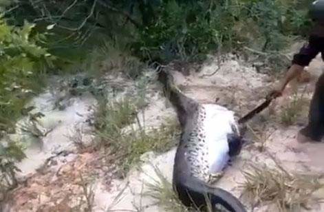 İşte dünyanın en büyük yılanları 9