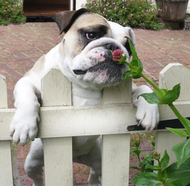 Hayvanların gülümseten bahar fotoğrafları 1