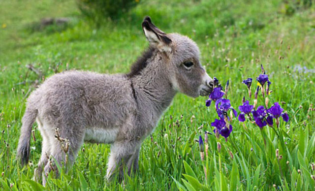 Hayvanların gülümseten bahar fotoğrafları 10
