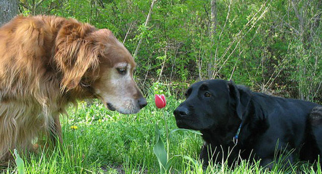 Hayvanların gülümseten bahar fotoğrafları 11