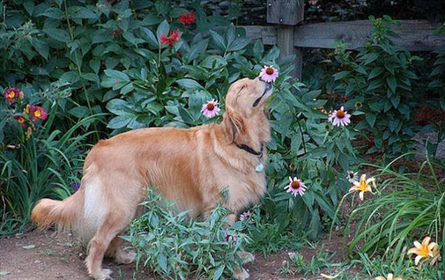 Hayvanların gülümseten bahar fotoğrafları 13