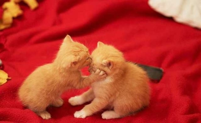 Hayvanların gülümseten bahar fotoğrafları 16