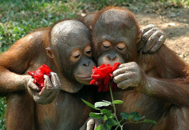 Hayvanların gülümseten bahar fotoğrafları 2