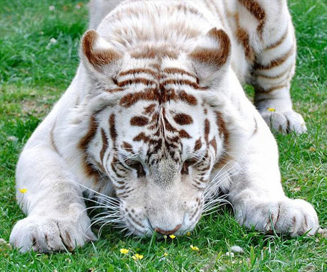 Hayvanların gülümseten bahar fotoğrafları 3