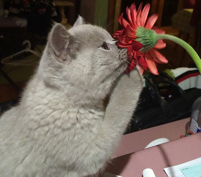 Hayvanların gülümseten bahar fotoğrafları 4