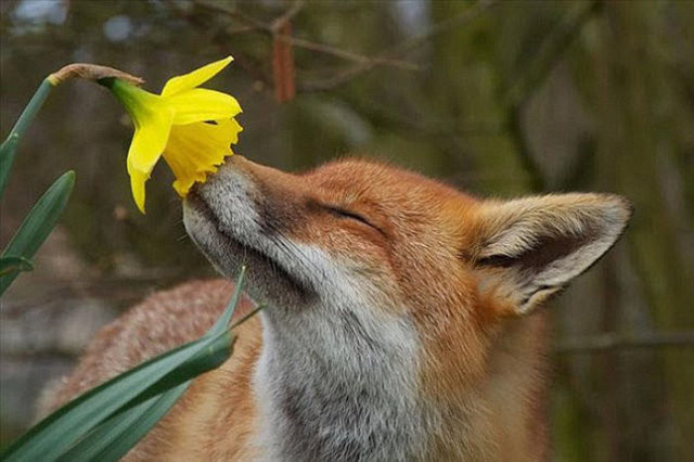 Hayvanların gülümseten bahar fotoğrafları 5