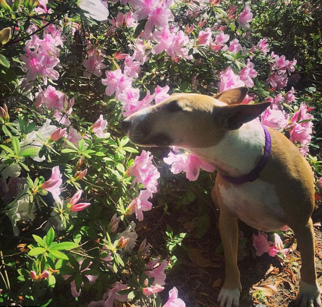 Hayvanların gülümseten bahar fotoğrafları 8