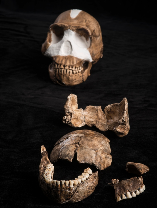 Keşfedilen yeni hayvan ve bitki türleri 5