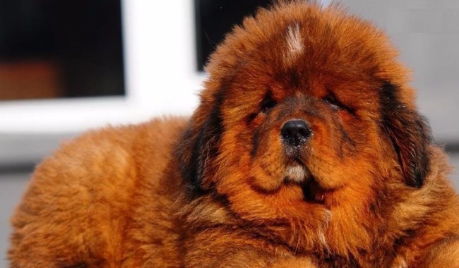 Dünyanın en pahalı hayvanları 1