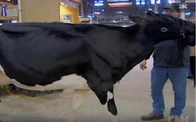 Dünyanın en pahalı hayvanları 12