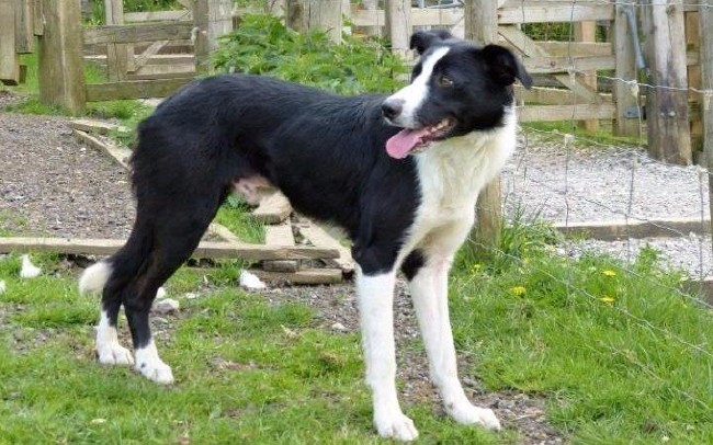 Dünyanın en pahalı hayvanları 2