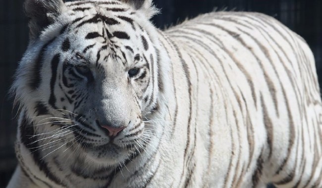 Dünyanın en pahalı hayvanları 9