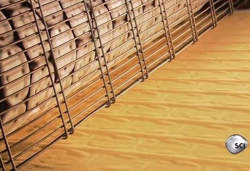 Pringles cipsleri nasıl yapılıyor? 8