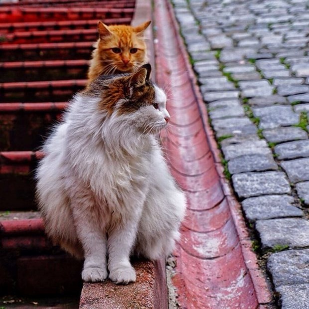 İşte en güzel İstanbul fotoğrafları 5