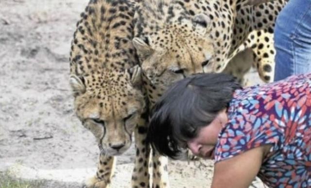 Eşi çitalar tarafından parçalanırken fotoğraflarını çekti 10