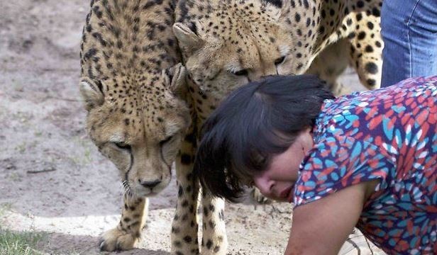 Eşi çitalar tarafından parçalanırken fotoğraflarını çekti 15
