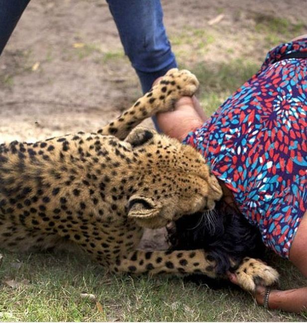 Eşi çitalar tarafından parçalanırken fotoğraflarını çekti 19