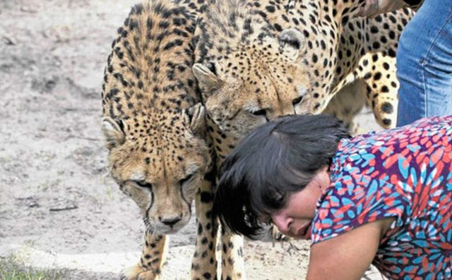 Eşi çitalar tarafından parçalanırken fotoğraflarını çekti 4