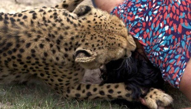 Eşi çitalar tarafından parçalanırken fotoğraflarını çekti 9