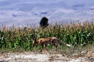 Anadolu'da görülmesi gereken Milli Parklar 9
