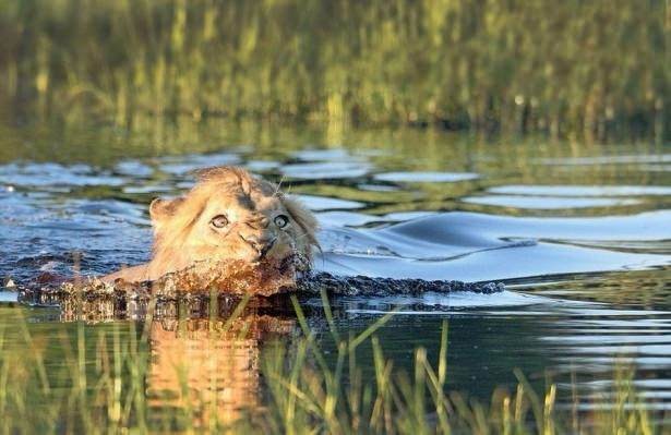 Aslan karizmayı fena çizdirdi 1